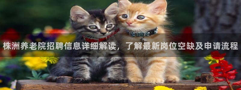 韦德1946体育