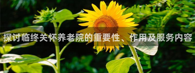 韦德1946国际